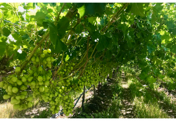 Coachella Valley grapes off to late start
