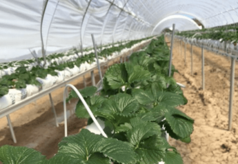 Santa Maria growers test tabletop strawberry production