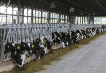 Young dairy replacement heifers being developed in a barn.