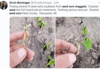 What To Scout For Now: Seed Corn Maggots