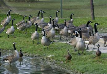 Denver has a growing population of geese.