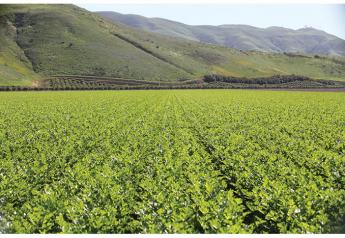 California growers expecting good, typical season