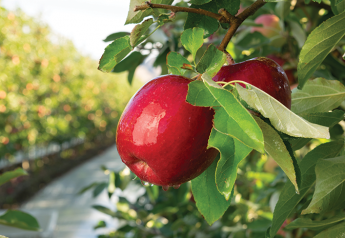 Washington apple volume could be similar to last year’s crop