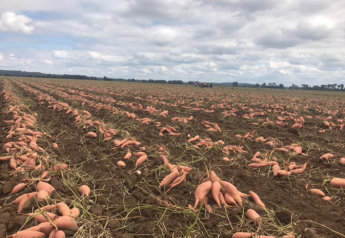 U.S. sweet potato exports continue to see gains