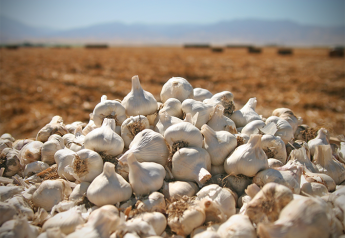 Garlic growers report ideal weather, strong demand
