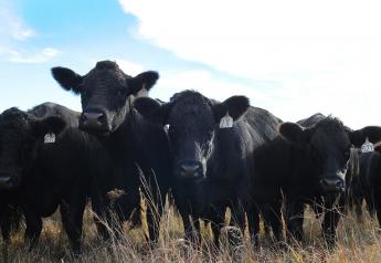 Glenn Selk: The Three Stages of Calving