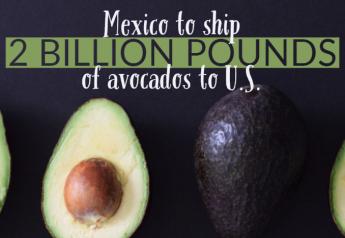 Mexico on track to ship 2 billion pounds of avocados to U.S.