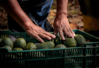 Prometo Produce has Fairtrade avocados