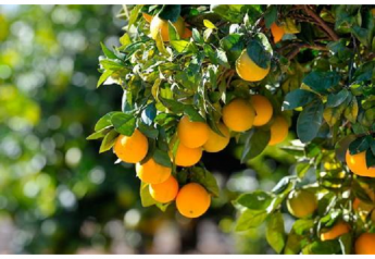 California Citrus Mutual supports domestic protection plans