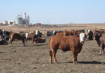 Fed cattle traded in a wide range