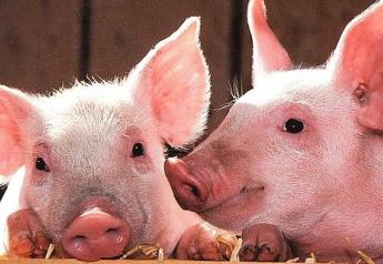 Extruded Grains May Be Better for Pigs
