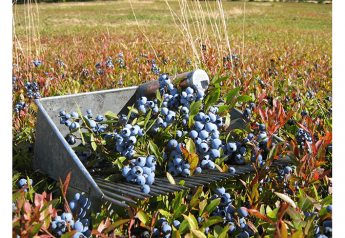 East Coast consumers go wild over blueberries