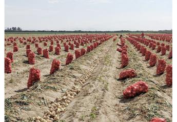 Short Vidalia crop leads to earlier sweet onion shipments out of Peru