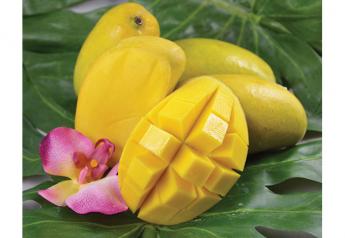Big mango crop on tap, despite some weather issues