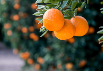 USDA seeks comments on South African citrus import rule