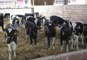 Weaning is a highly stressful time for calves, and placing them in a comfortable environment is key to helping them make the transition to healthy, growing, fully functional ruminants.