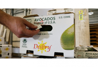 Hazel Tech partners with WP Produce on avocados