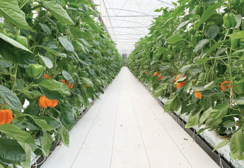 Mexican greenhouse production soars