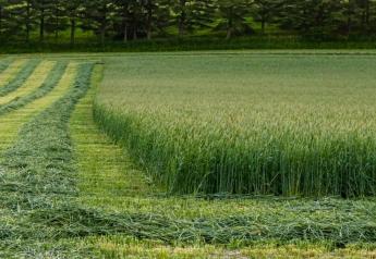 Feeding Rye or Triticale Silage to Dairy Cattle