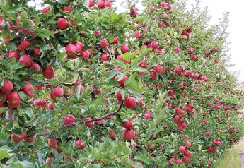 New apple varieties continue to grab consumers' attention