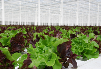 Wendy's Canadian eateries to use only Whole Leaf greenhouse lettuce