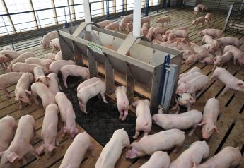 Diagnostic Experts: PCV3 is Common in U.S. Swine Herds