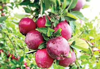 Study looks at organic feasibility for Michigan apple growers
