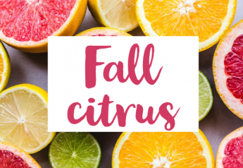Fall citrus crops showing quality fruit with larger sizing