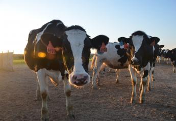 Holstein replacement heifers. 