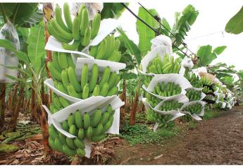 Organics, fair trade bananas seeing more demand