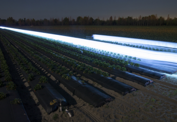 Could ultraviolet light replace fungicides on strawberries?