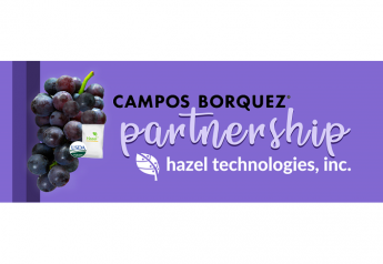 Shipper, study: Hazel Tech for grapes improves freshness