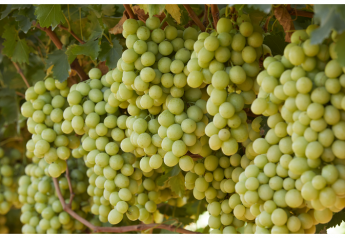 Grape growers seek more flavorful varieties 