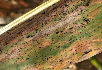 3 Scouting Tips to Stay Ahead of Tar Spot