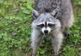 Field Evaluation Continues into New Oral Rabies Vaccine for Wildlife