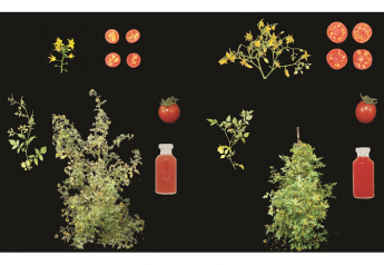 Researchers create new crop from wild tomato