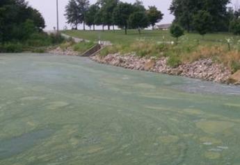 Mostly likely spurred by nitrogen and phosphorus runoff, rainfall and hot temperatures, blue-green algae, naturally present in most pasture water sources, can enter a rapid growth phase and produce toxins that can cause organ damage and death in livestock and humans.