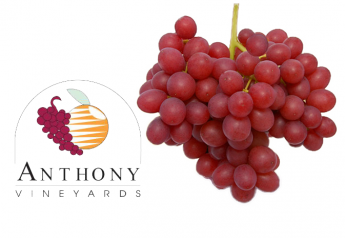 Anthony Vineyards ups production of new grape varieties