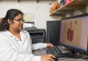 SDSU postdoctoral research associate Chithra Sreenivasan successfully isolated antigens in tracheal and lung tissues to prove that the guinea pig could be used as an animal model to study influenza D as part of her doctoral work
