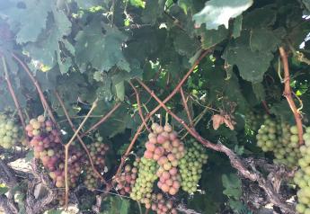 Late start for California grapes, but growers expect quality