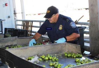 CBP specialists find rare pest in Persian lime shipment