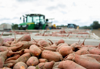 Sweet potato volume expected to drop again