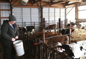 In a March 20, 2019 photo, Staci Sexton, owner of Schoene Kuh (that's German for "Beautiful Cow") Dairy feeds heifers in her barn near Millville, Minnesota. 