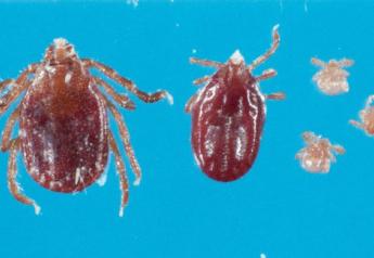 The Longhorn Tick is an aggressive biter and frequently builds intense infestations on domestic hosts causing great stress, reduced growth and production. 