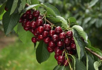 Northwest cherries popular in export markets