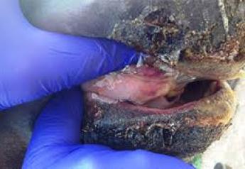 Signs of VSV, such as blisters and sores on the mouth, tongue, muzzle and the coronary band above the hooves, can appear similar to those for foot and mouth disease (FMD).




