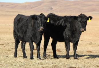 Now is a good time to assess both cow body condition and feed resources and develop a plan to provide adequate nutrition to meet cow needs. 