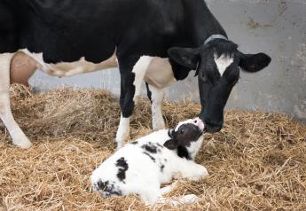 Lifetime Calf Health and Productivity Starts Before Birth
