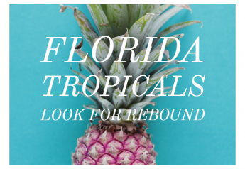 Florida tropicals look for rebound