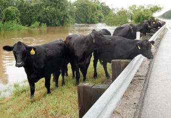 Receding Flood Waters Pose Hazards to Livestock